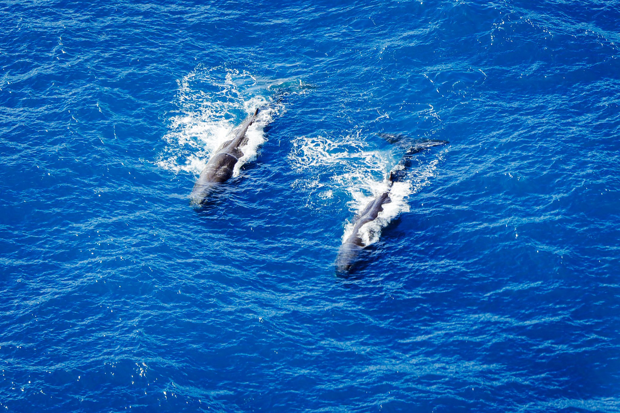 Aerial ocean wildlife