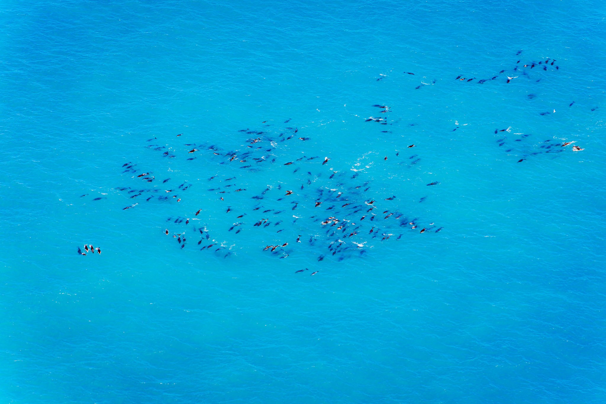 There are enormous pods of dusky dolphins off Kaikoura