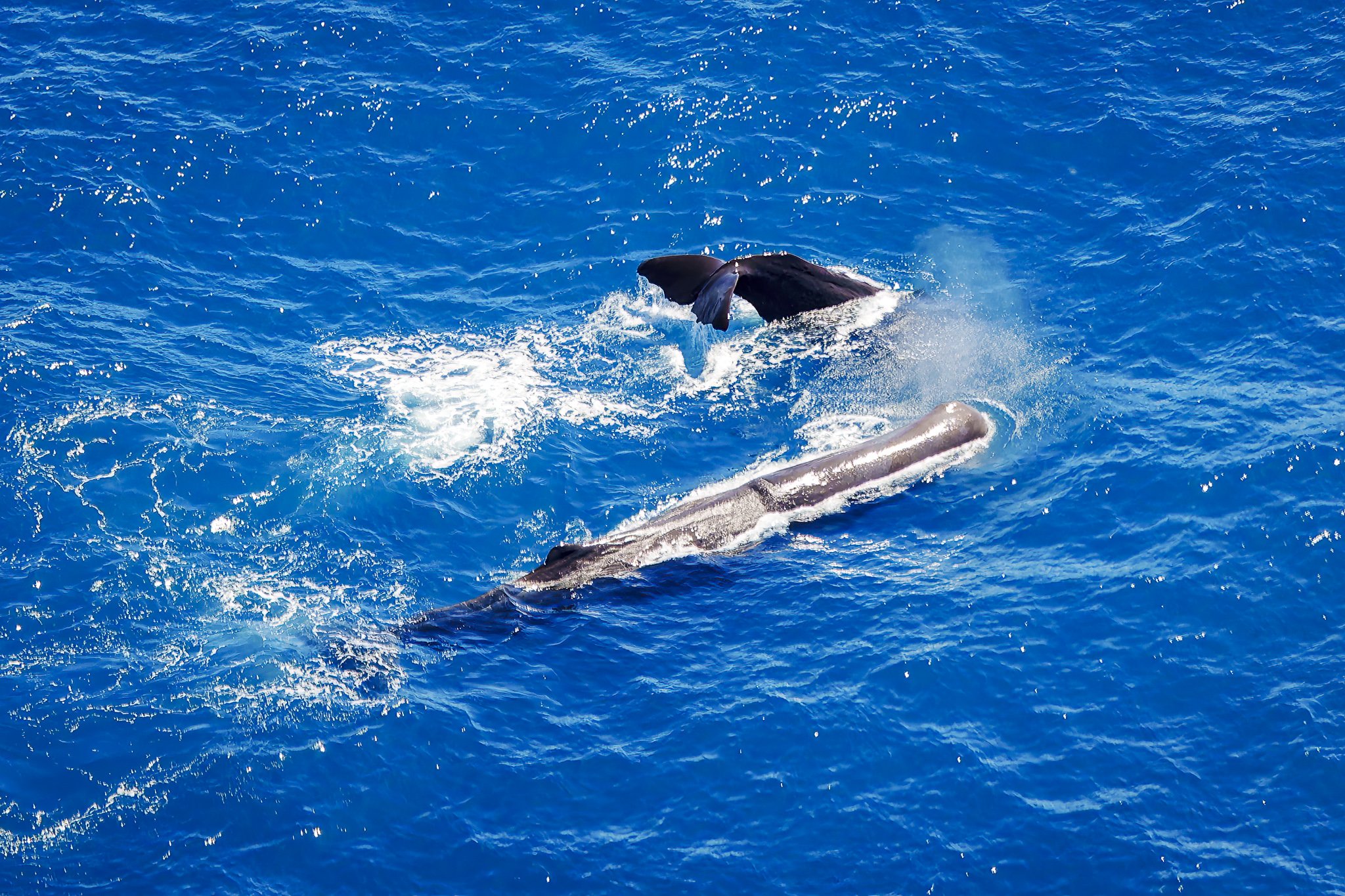 Aerial ocean wildlife