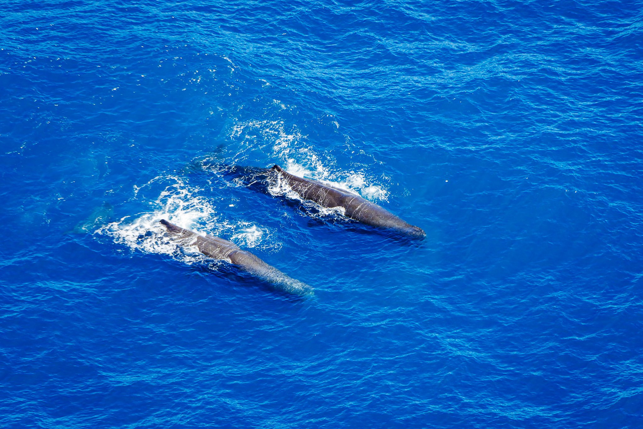Sperm whales team-up