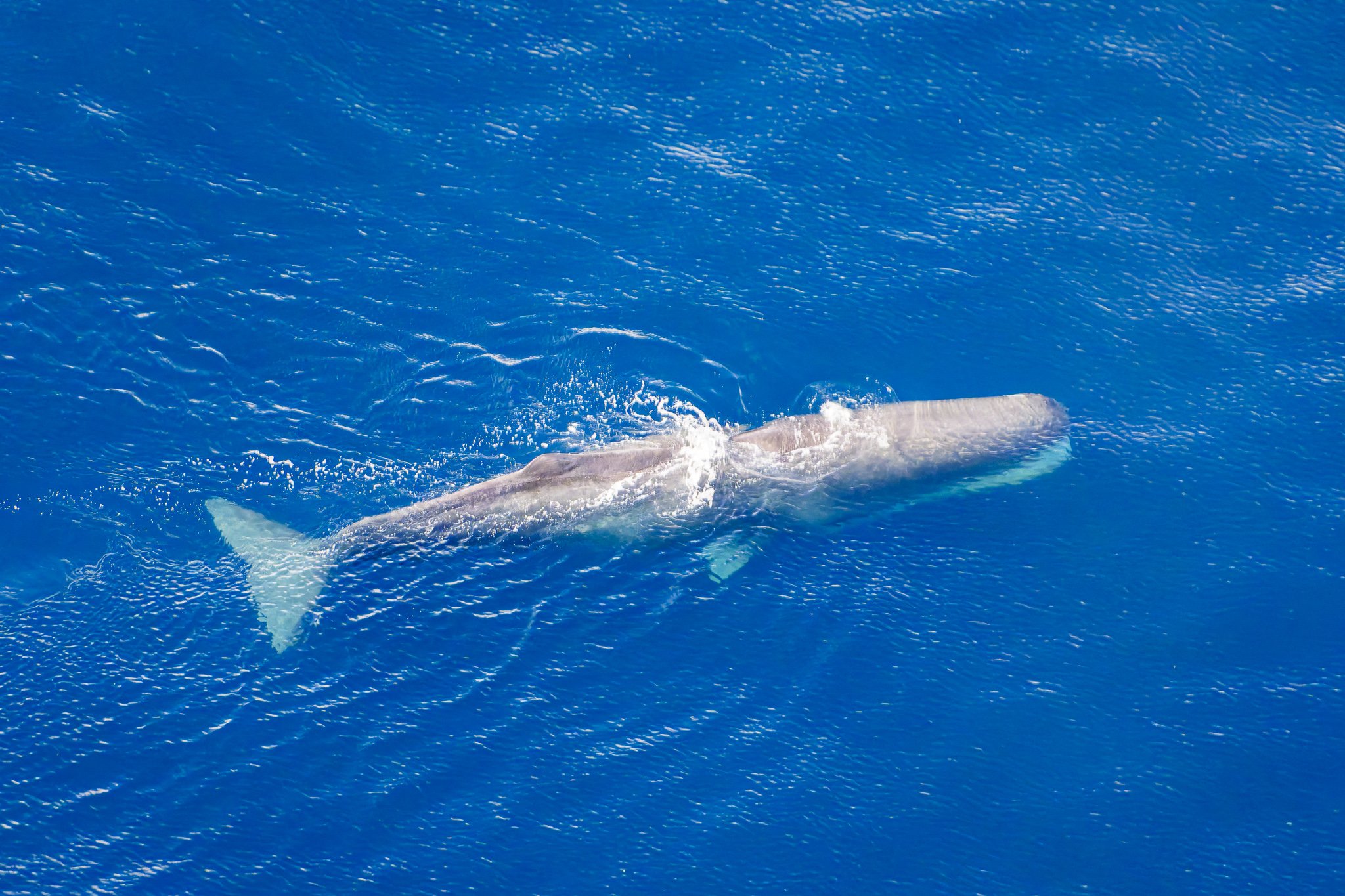 Aerial ocean wildlife