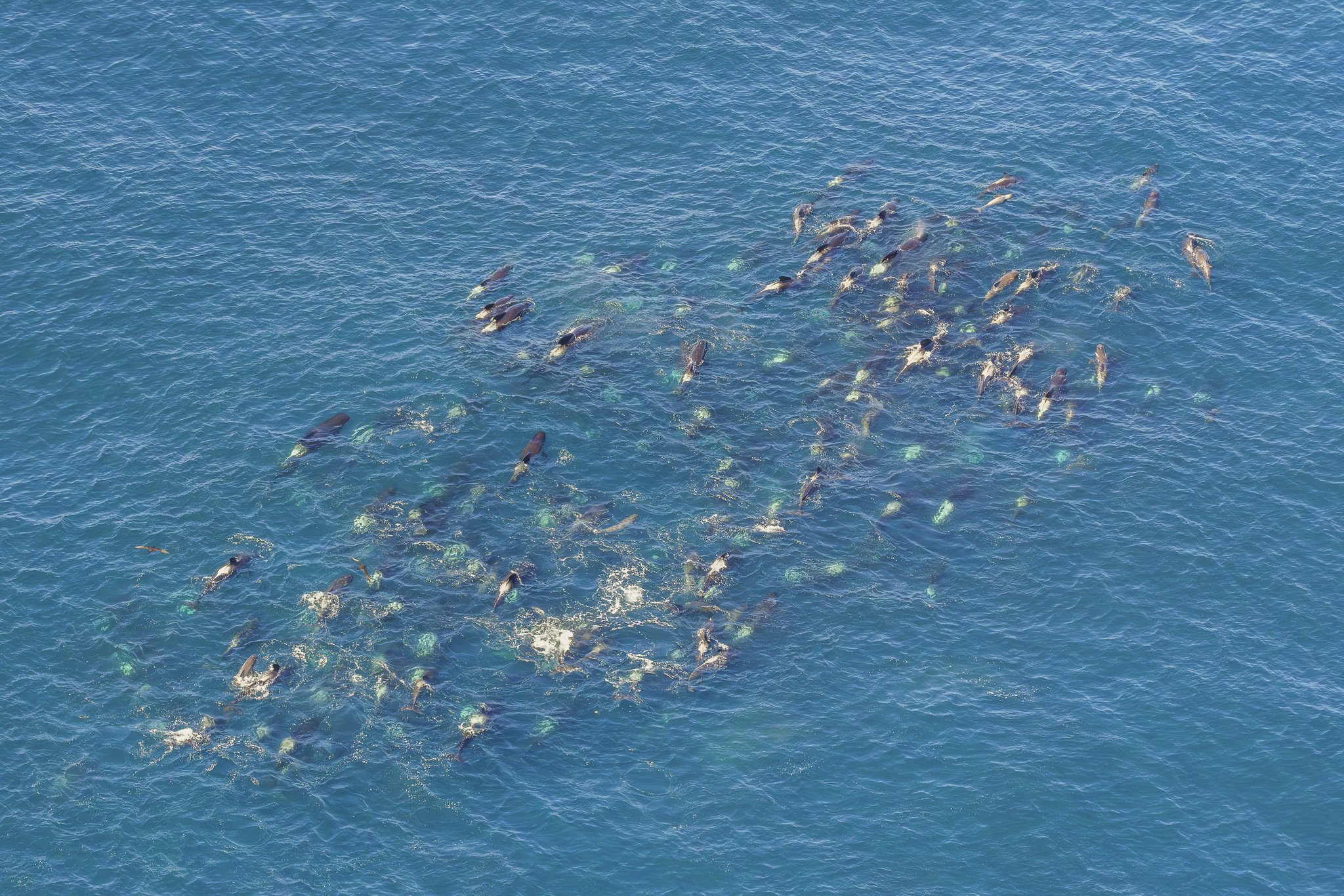 Aerial ocean wildlife
