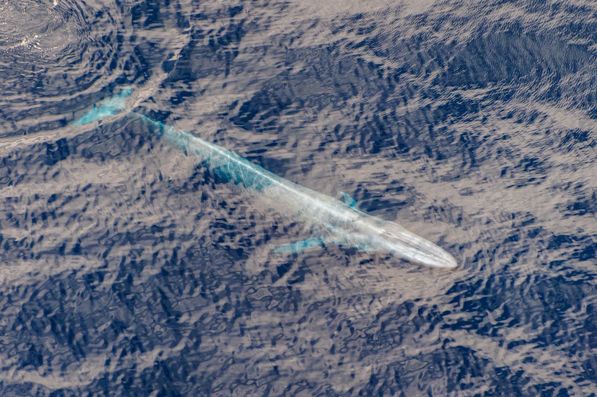 Aerial ocean wildlife