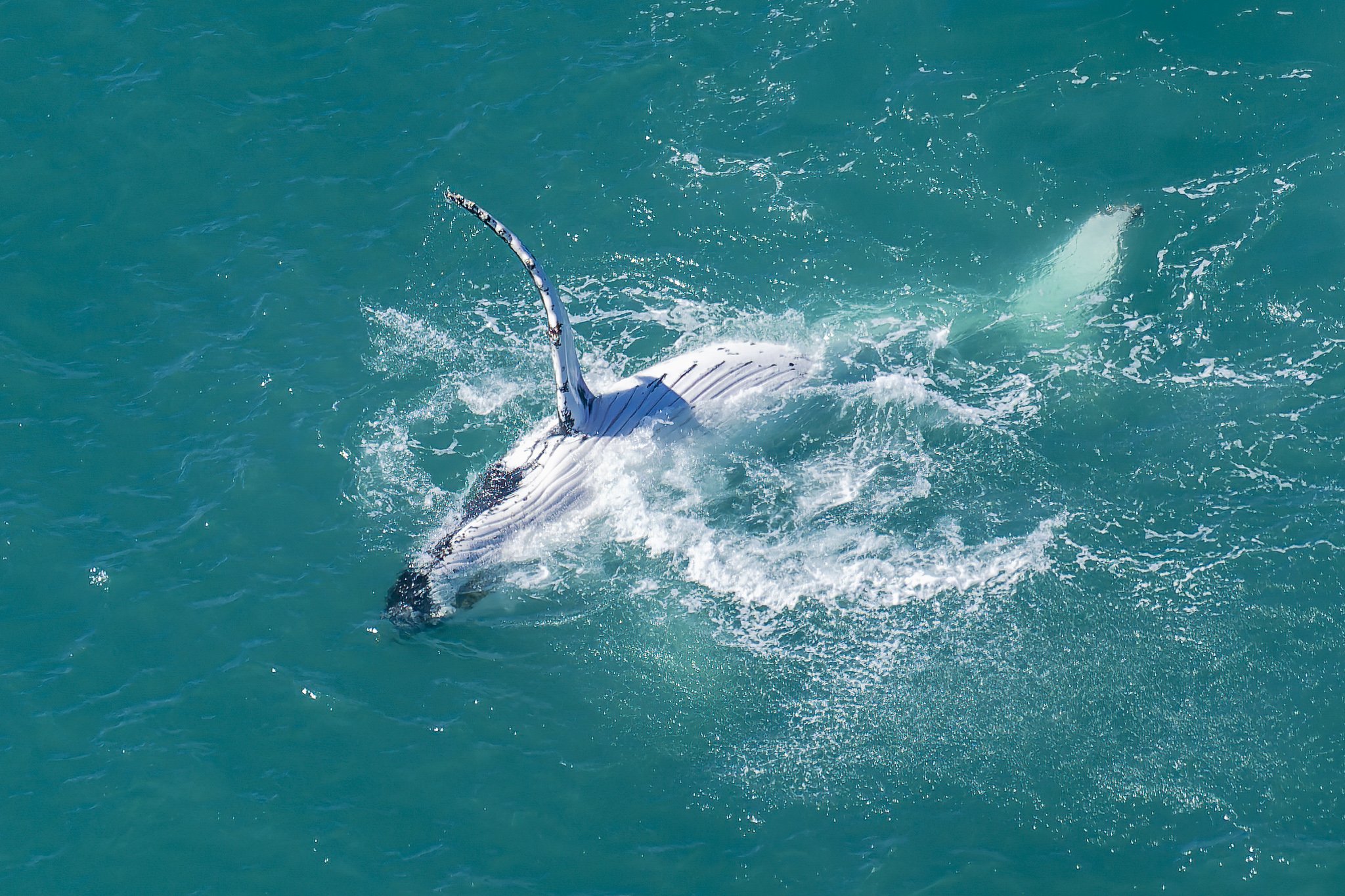 Humpback whale feelin' slappy