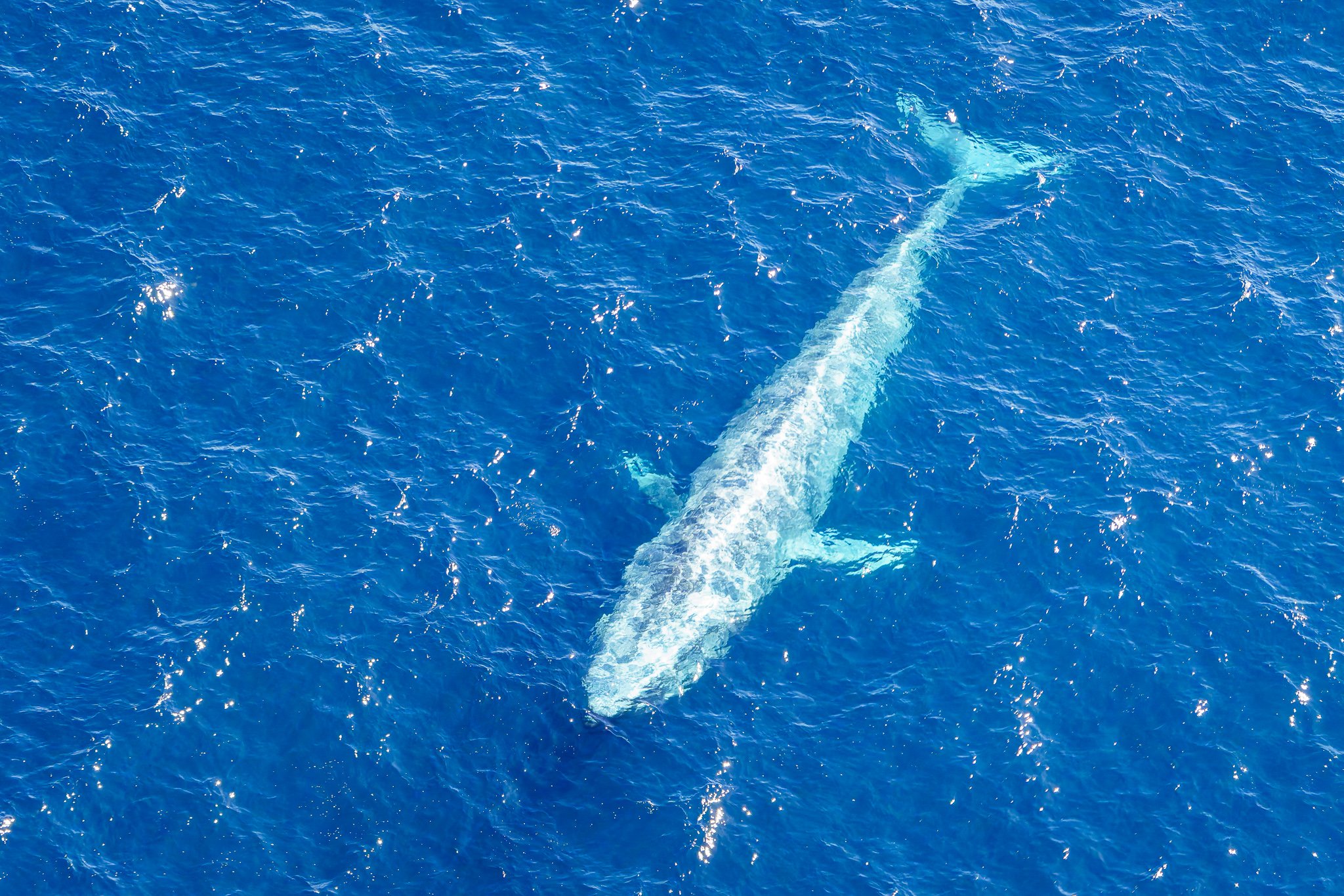 Aerial ocean wildlife