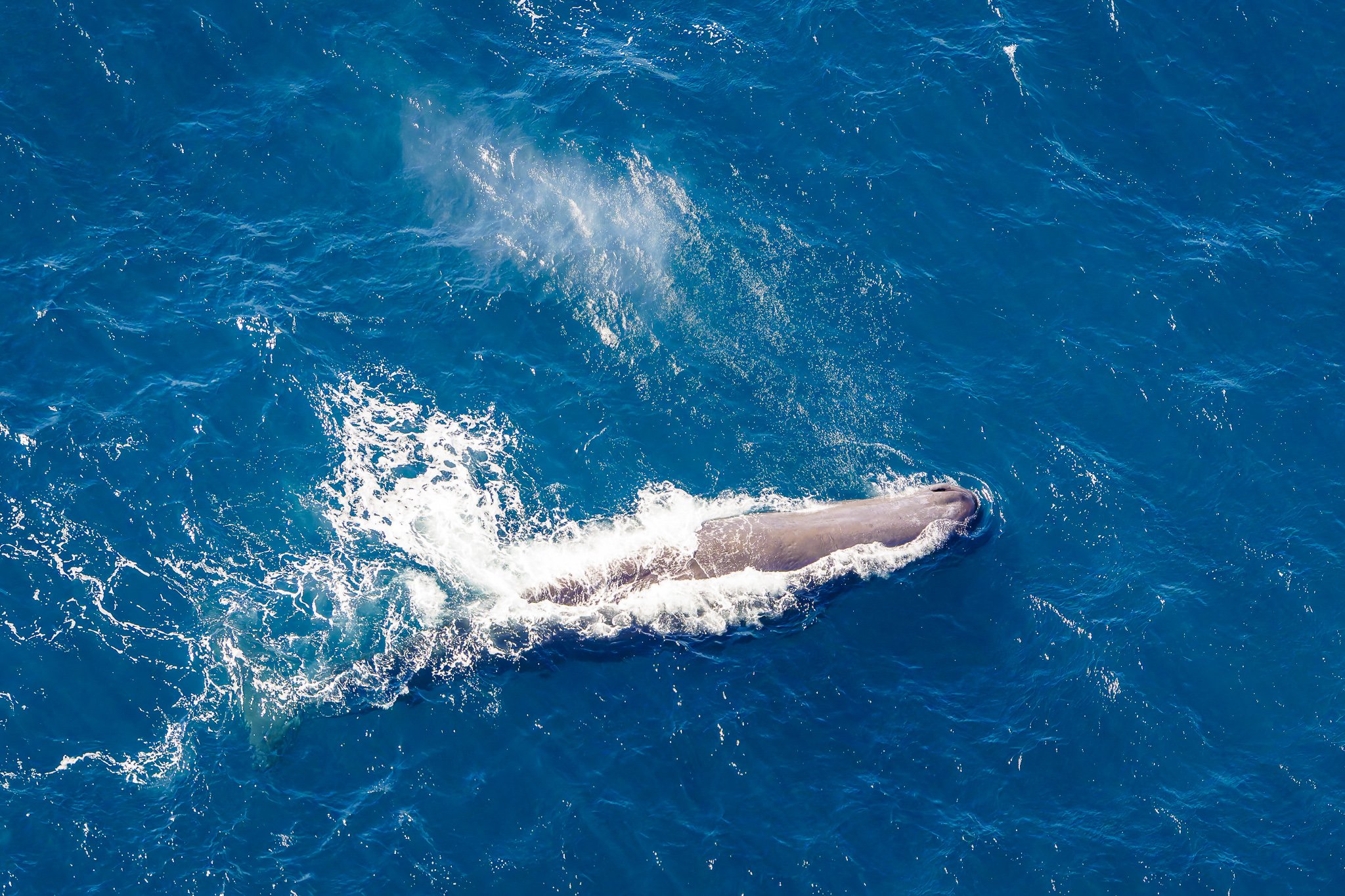 Aerial ocean wildlife