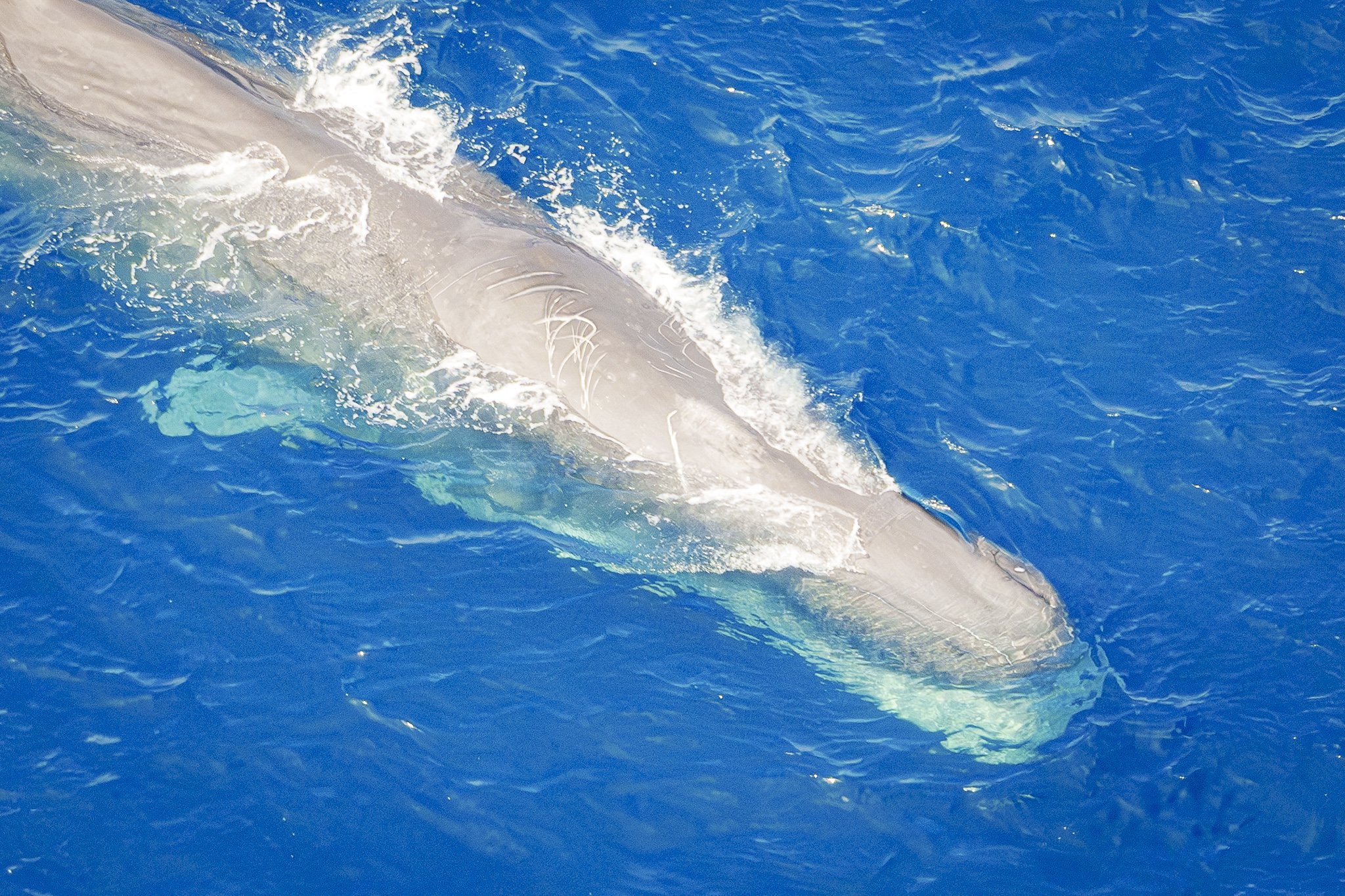 Aerial ocean wildlife