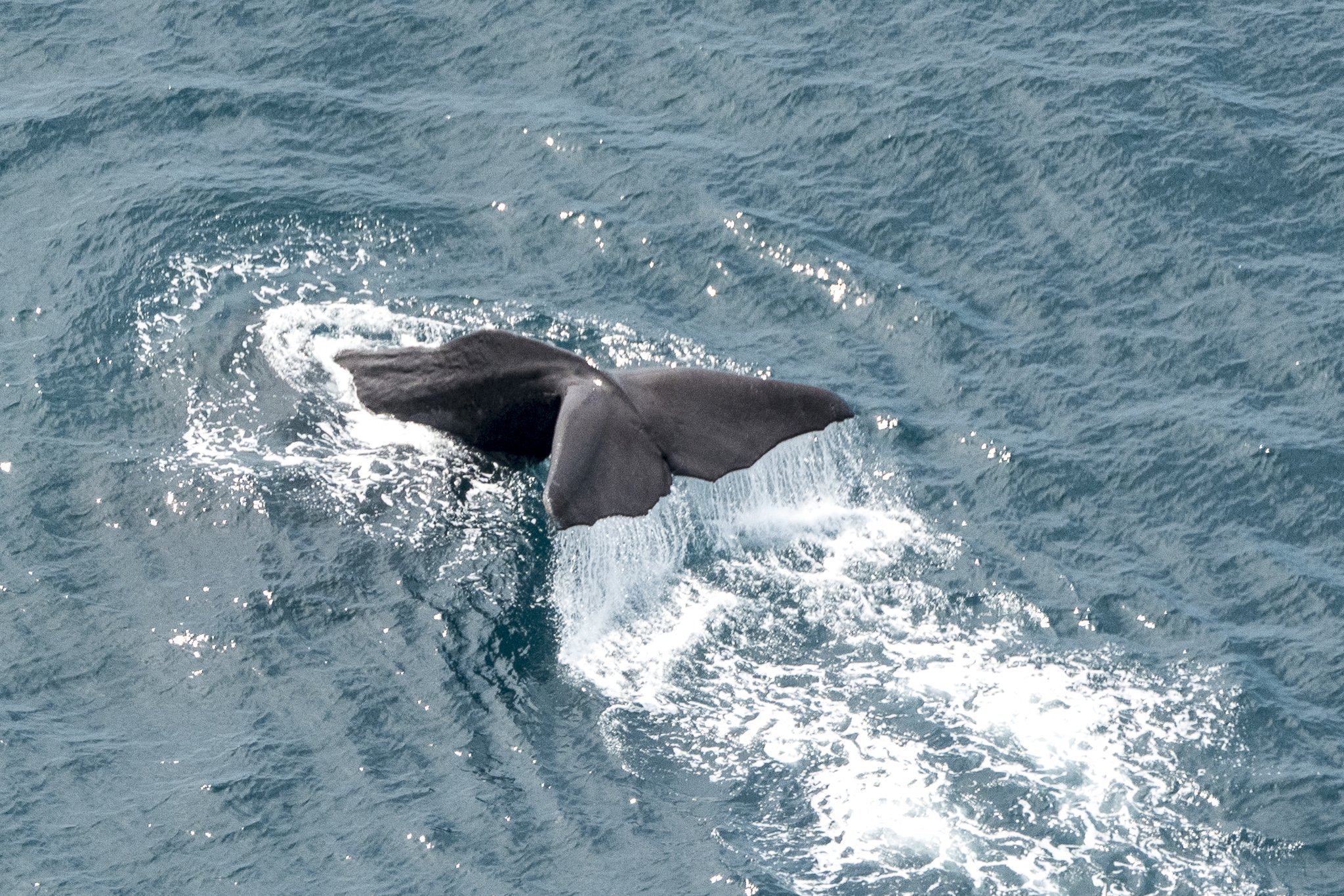 Aerial ocean wildlife