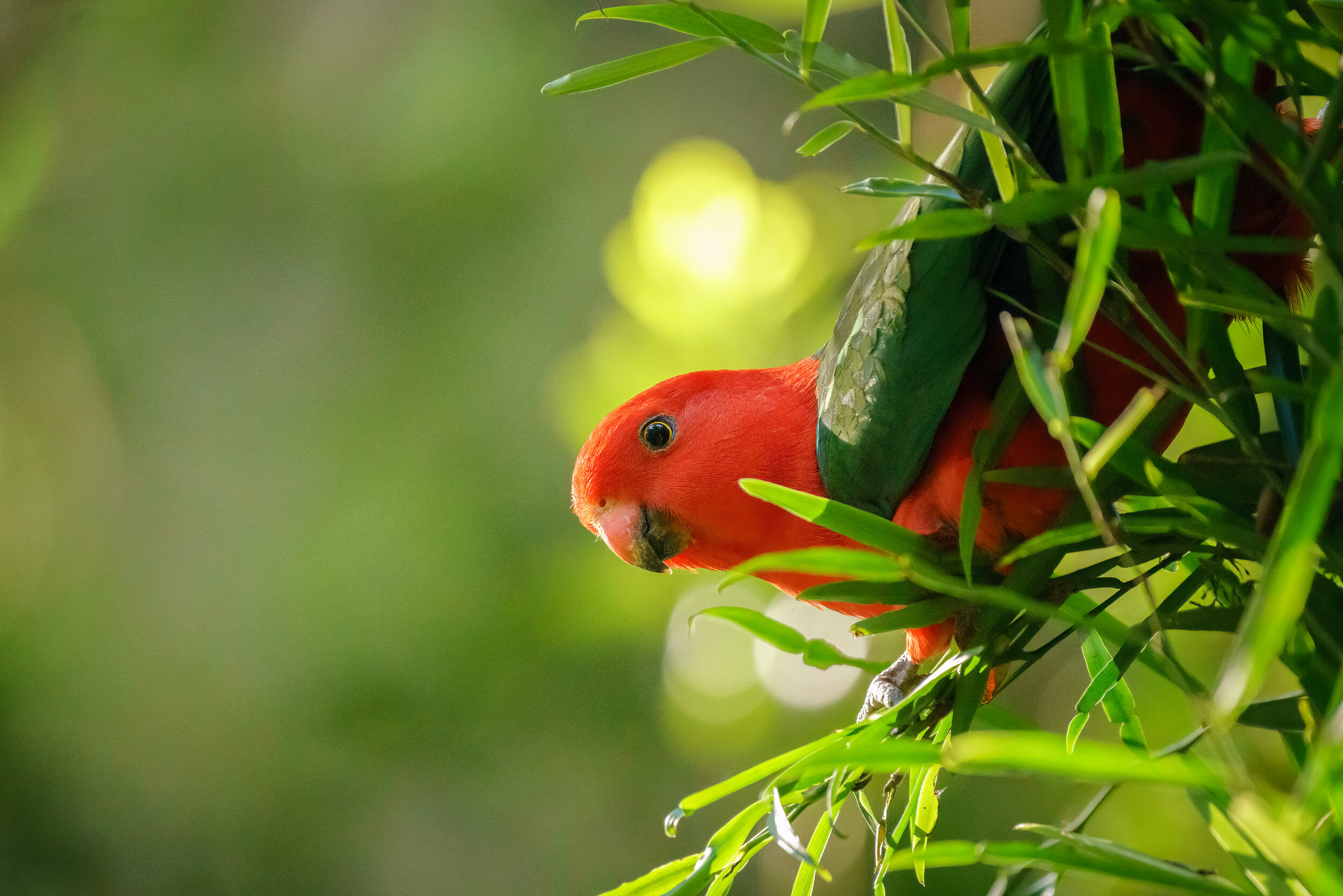 Wildlife-Watching at Binna Burra