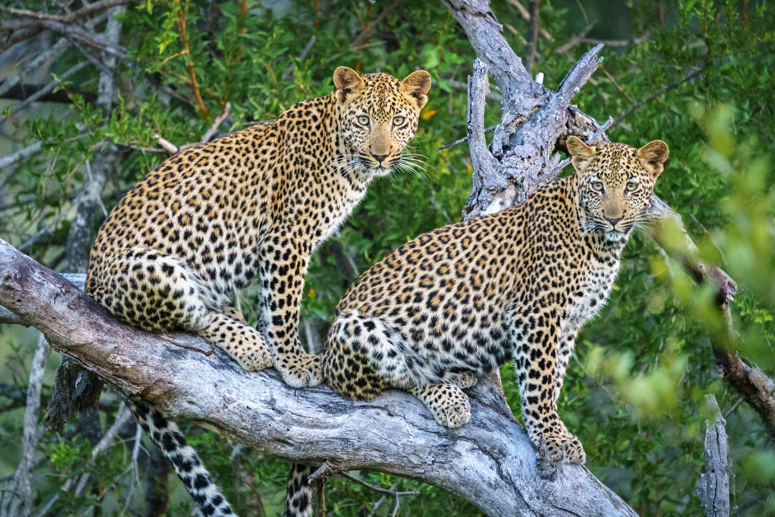 Double Leopards!