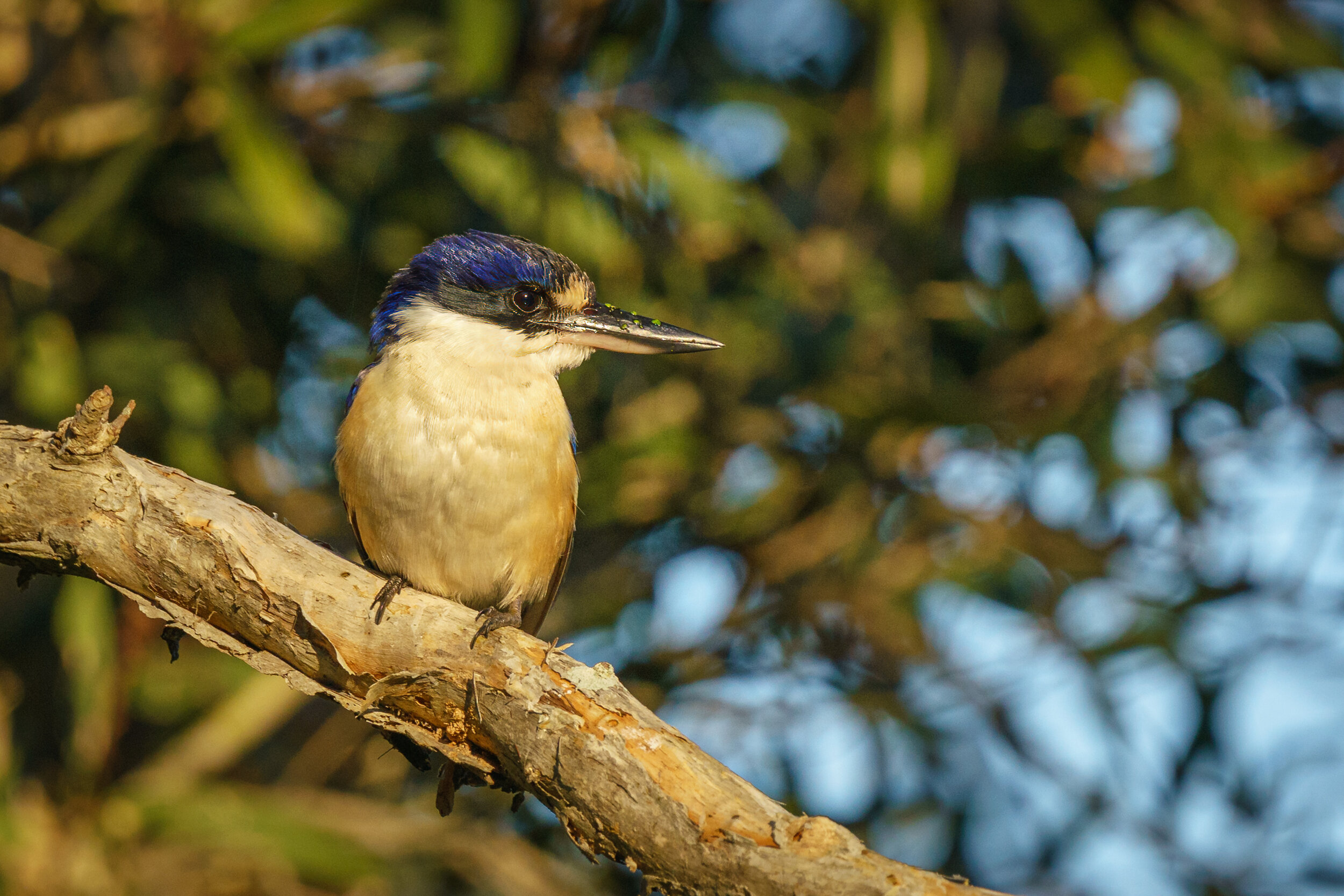 The Birds of Eagleby Wetlands
