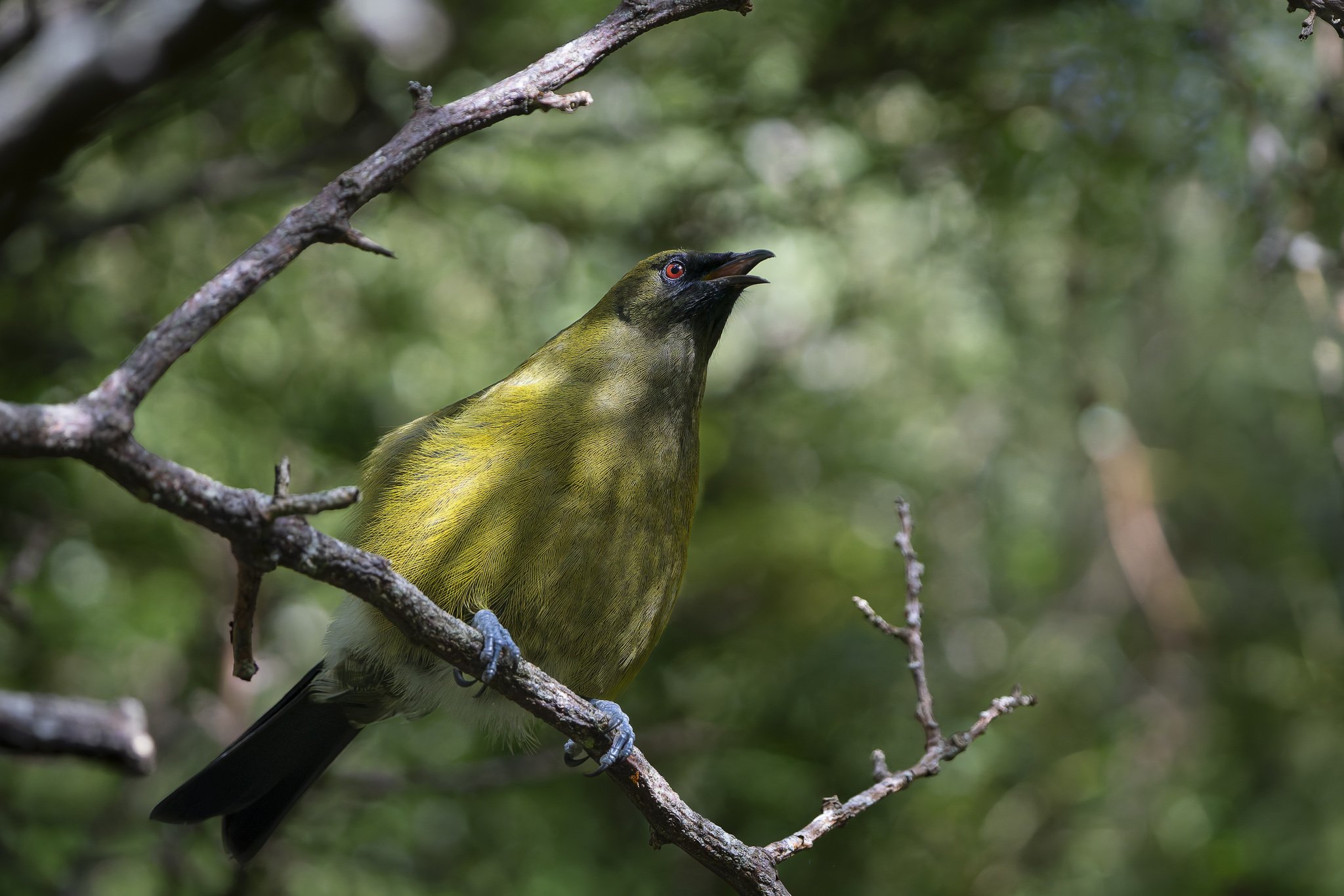 Bellbird at Hinewai Reserve