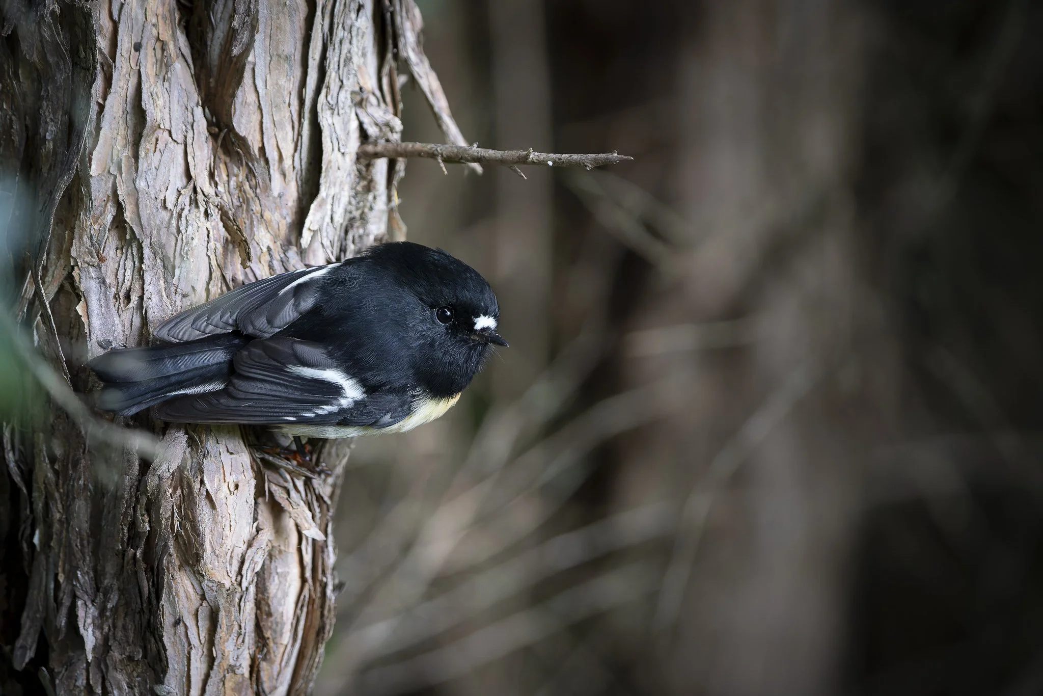 Tomtit