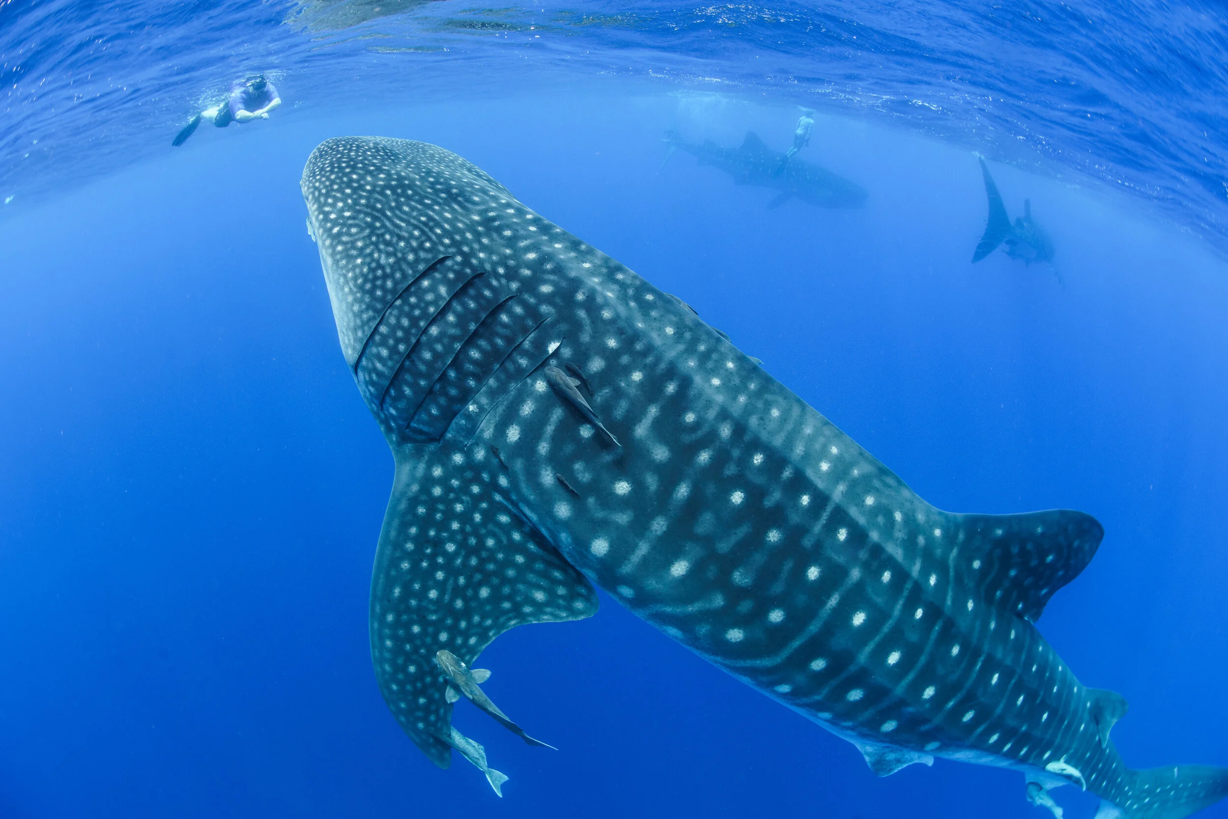 Some Thoughts on Marine Wildlife Tourism