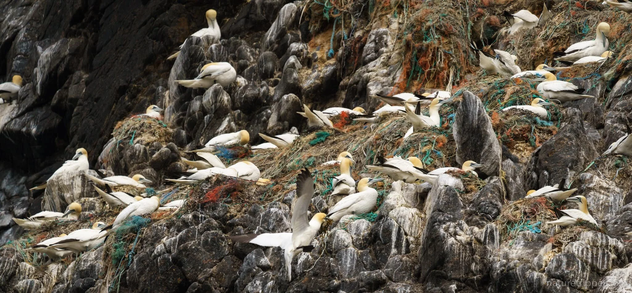 Net Loss: Photographing Seabirds and Plastic Pollution in Norway