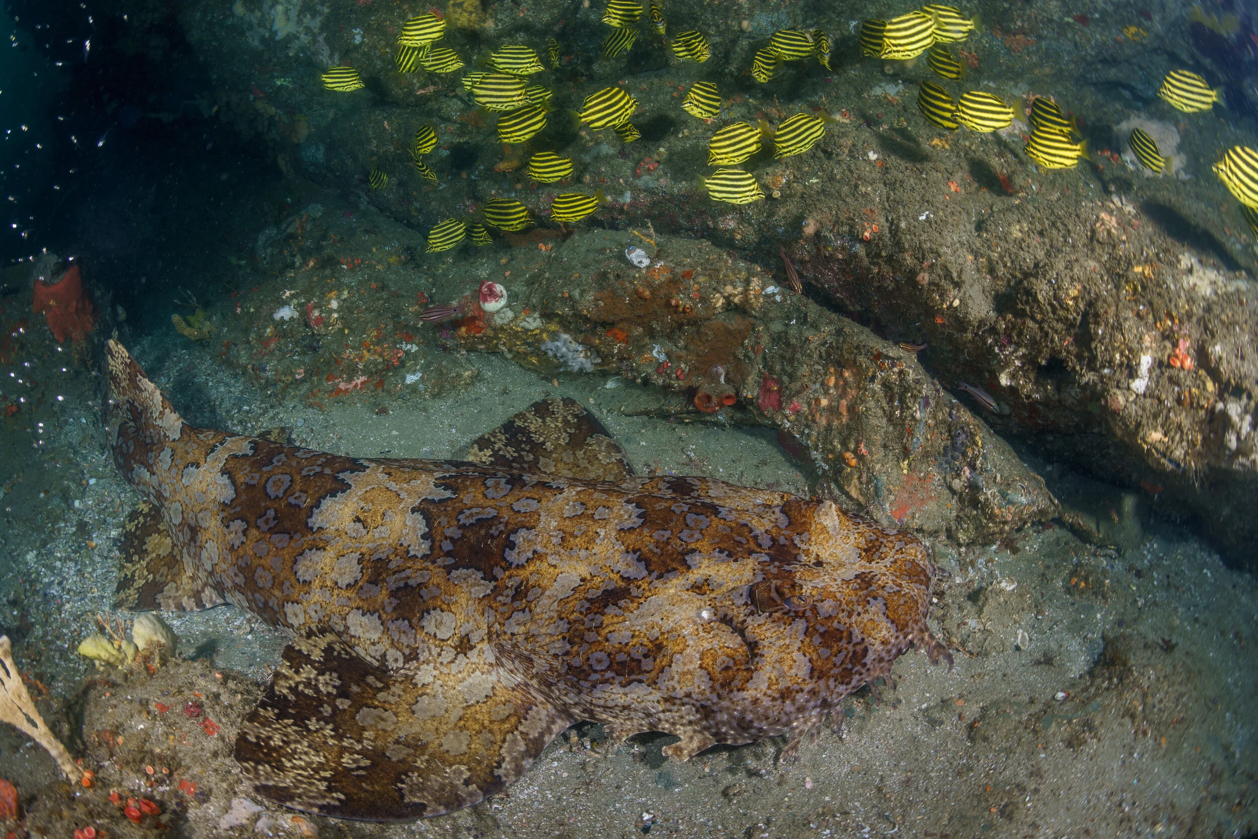 Banded wobbegong at Julian Rocks