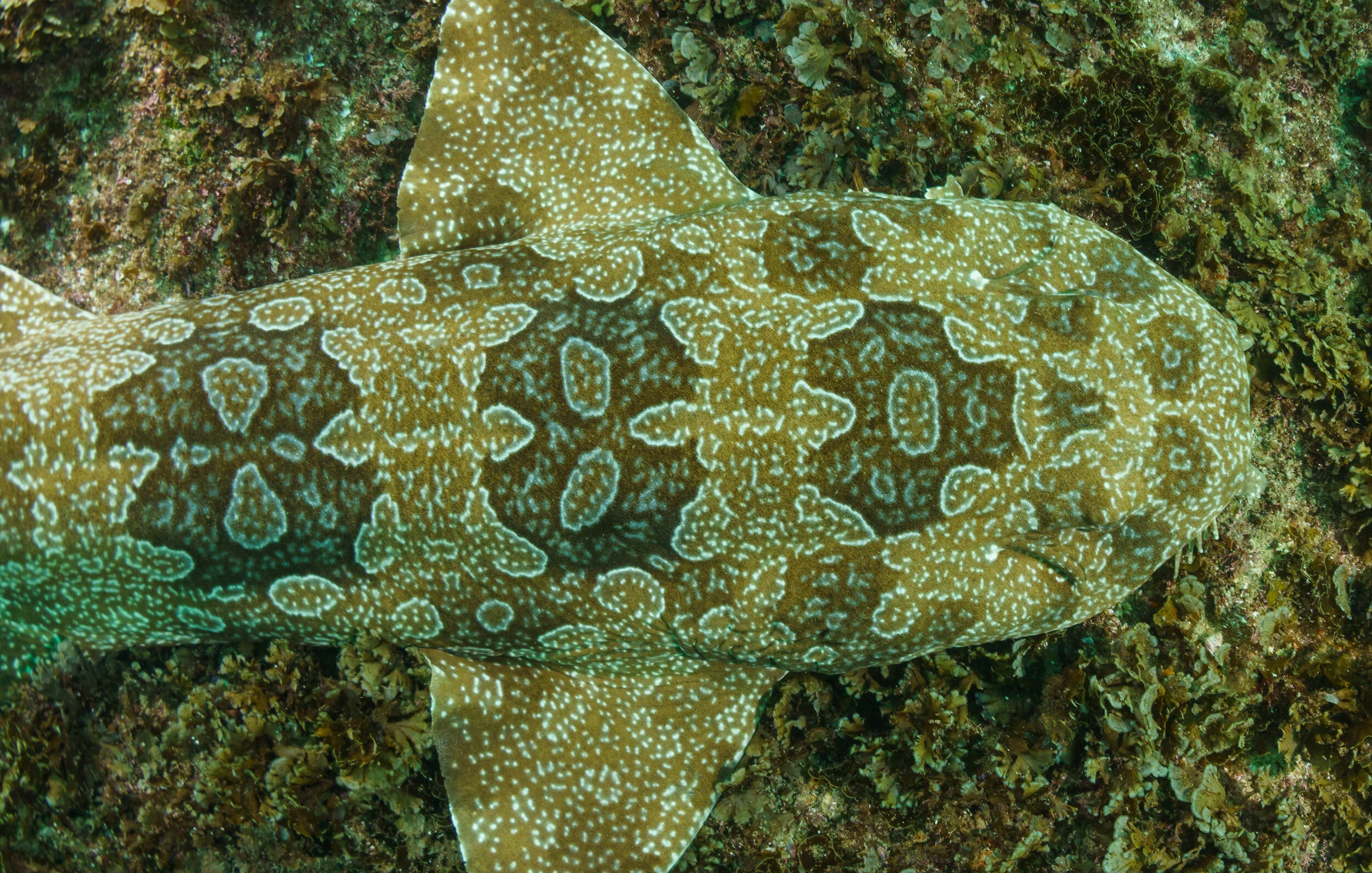 Spotted wobbegong individual at Julian Rocks