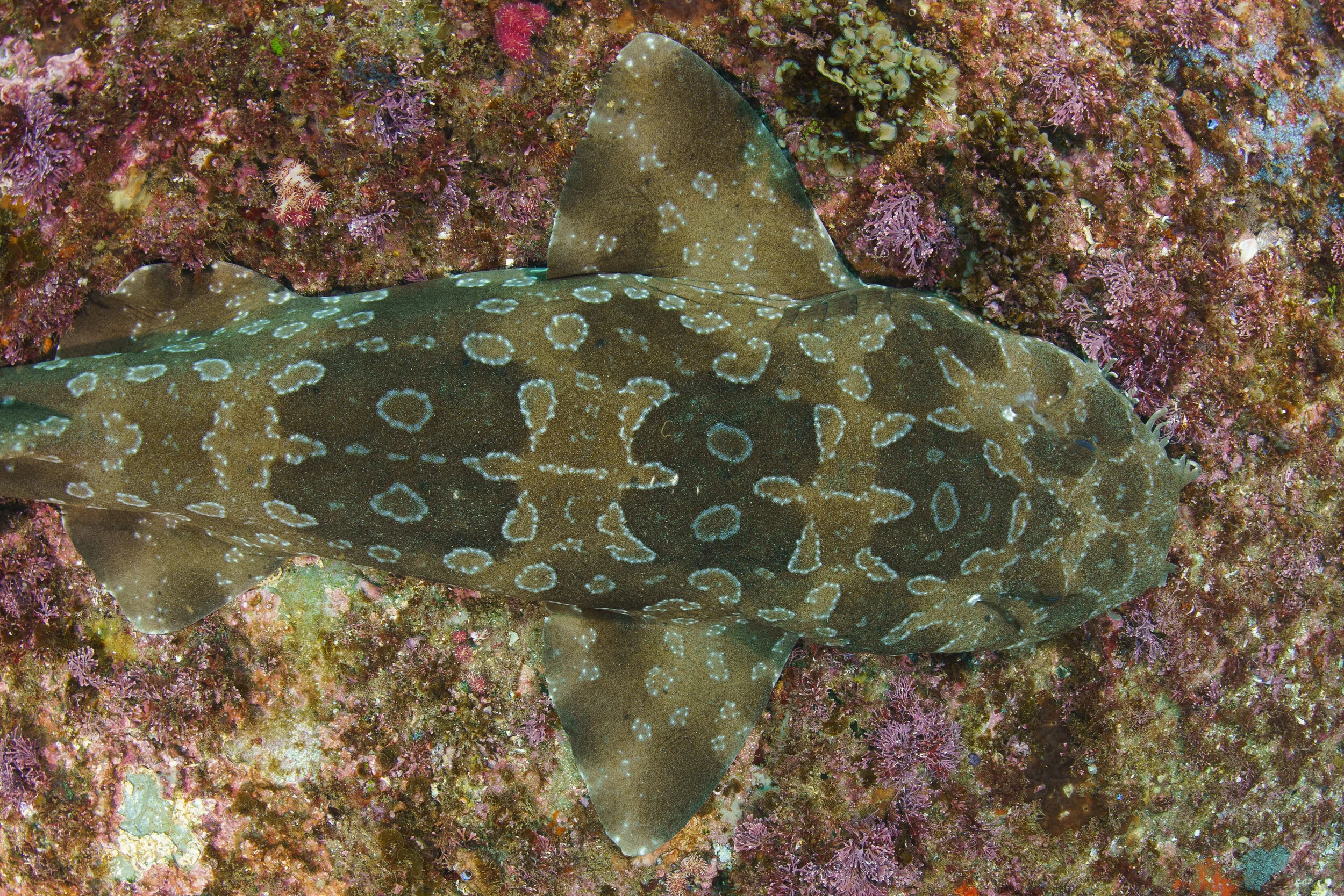 Spotted wobbegong individual at Julian Rocks
