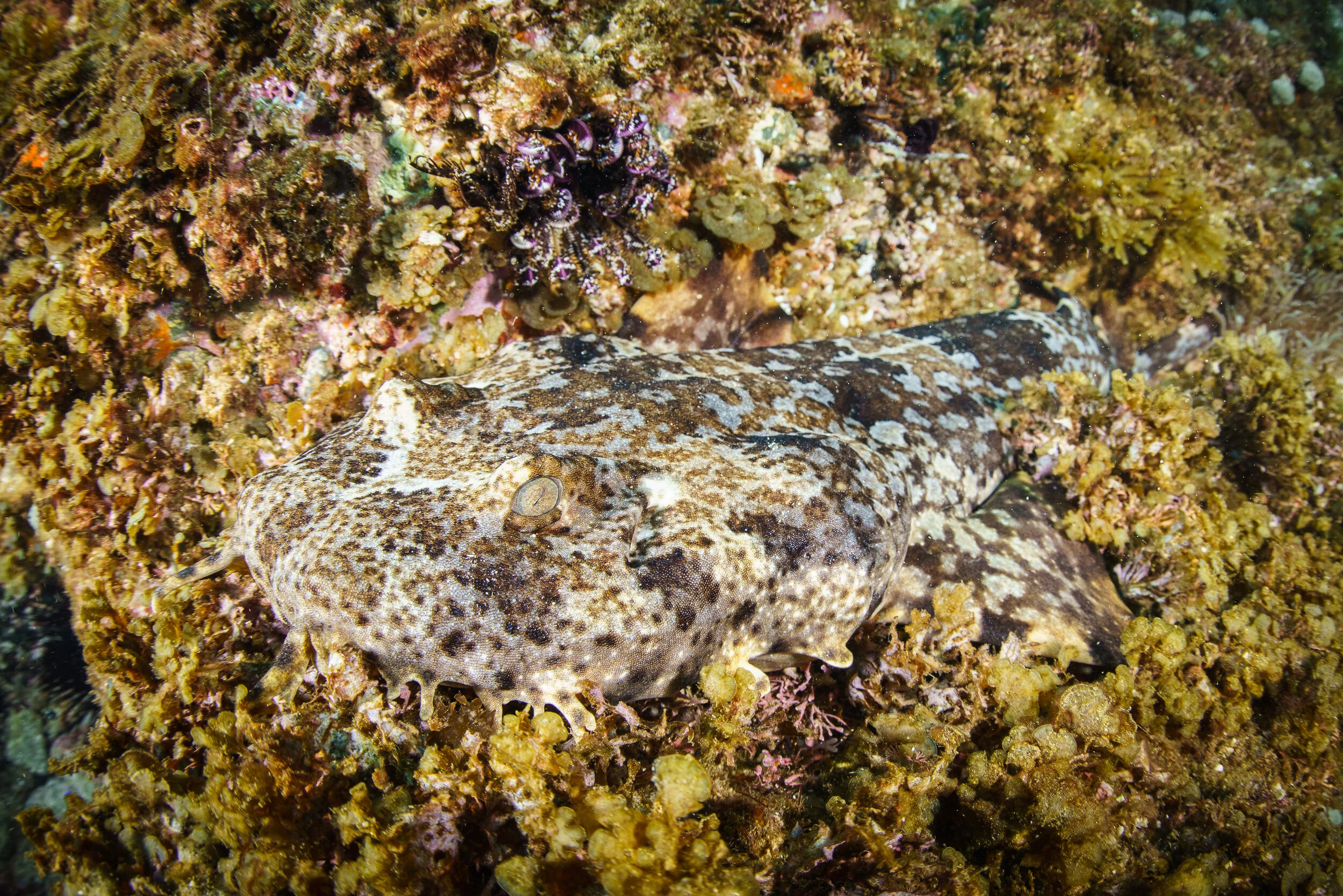 Ornate wobbegong
