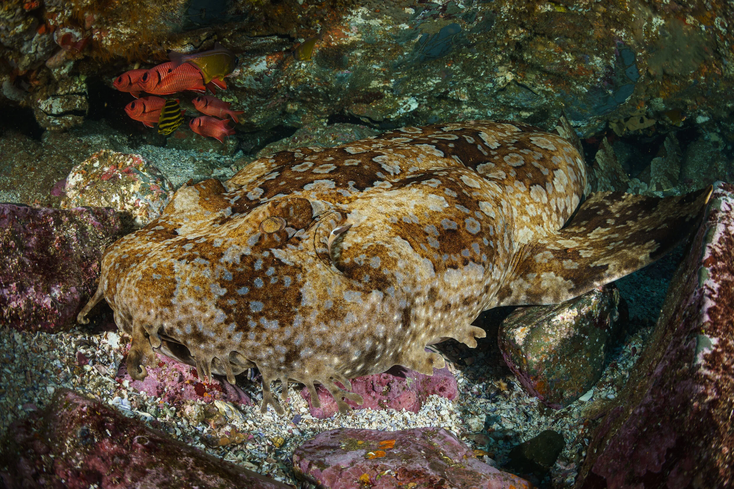 Banded wobbegong at Julian Rocks