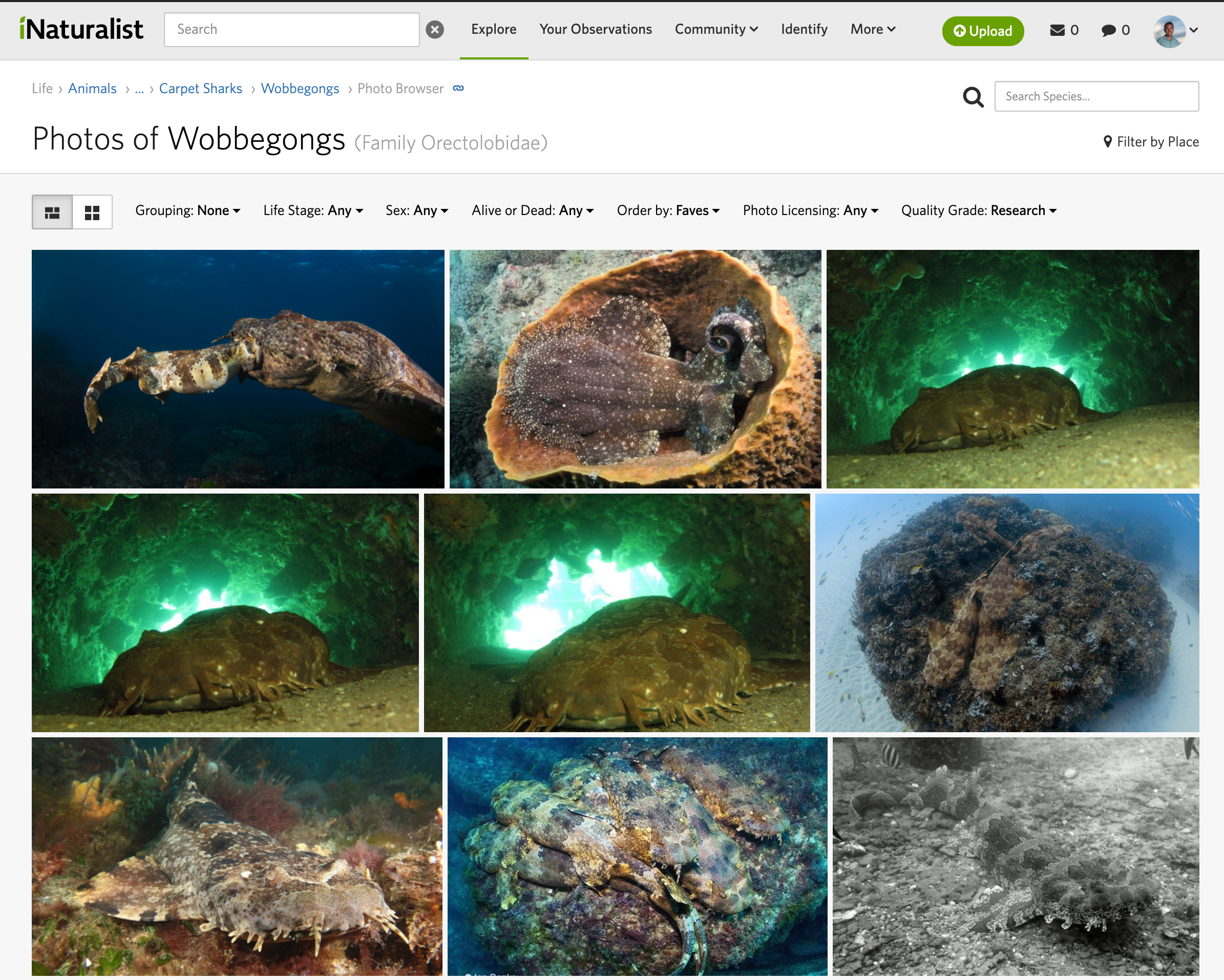 iNaturalist wobbegong photos