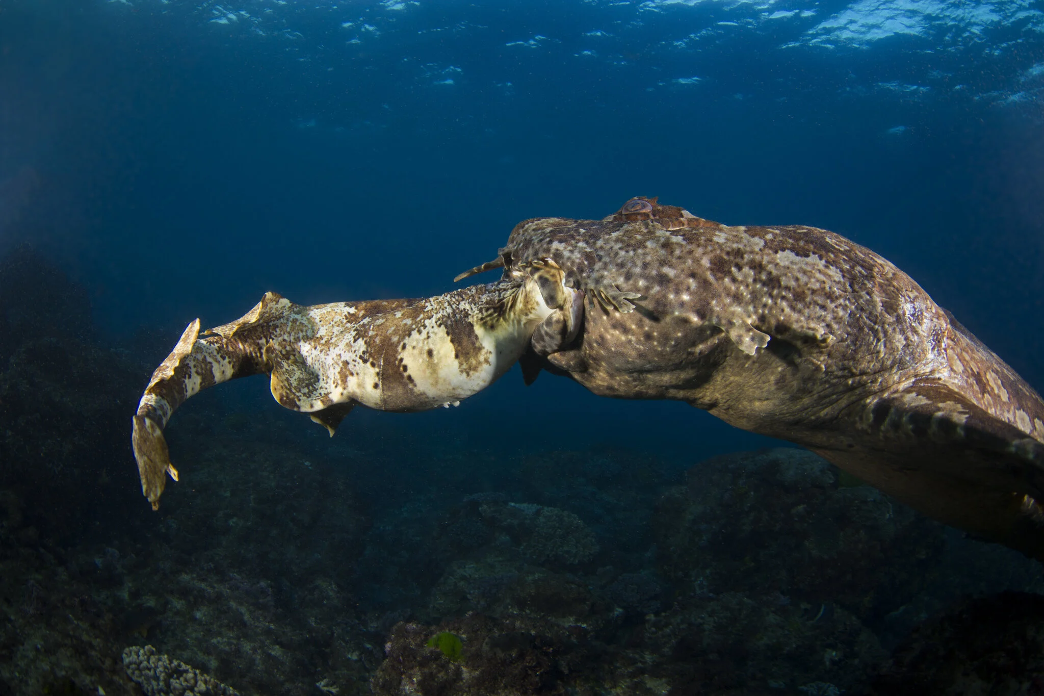 Banded wobbegong eating an ornate wobbegong. Photo © Loren Mariani via iNaturalist.org.
