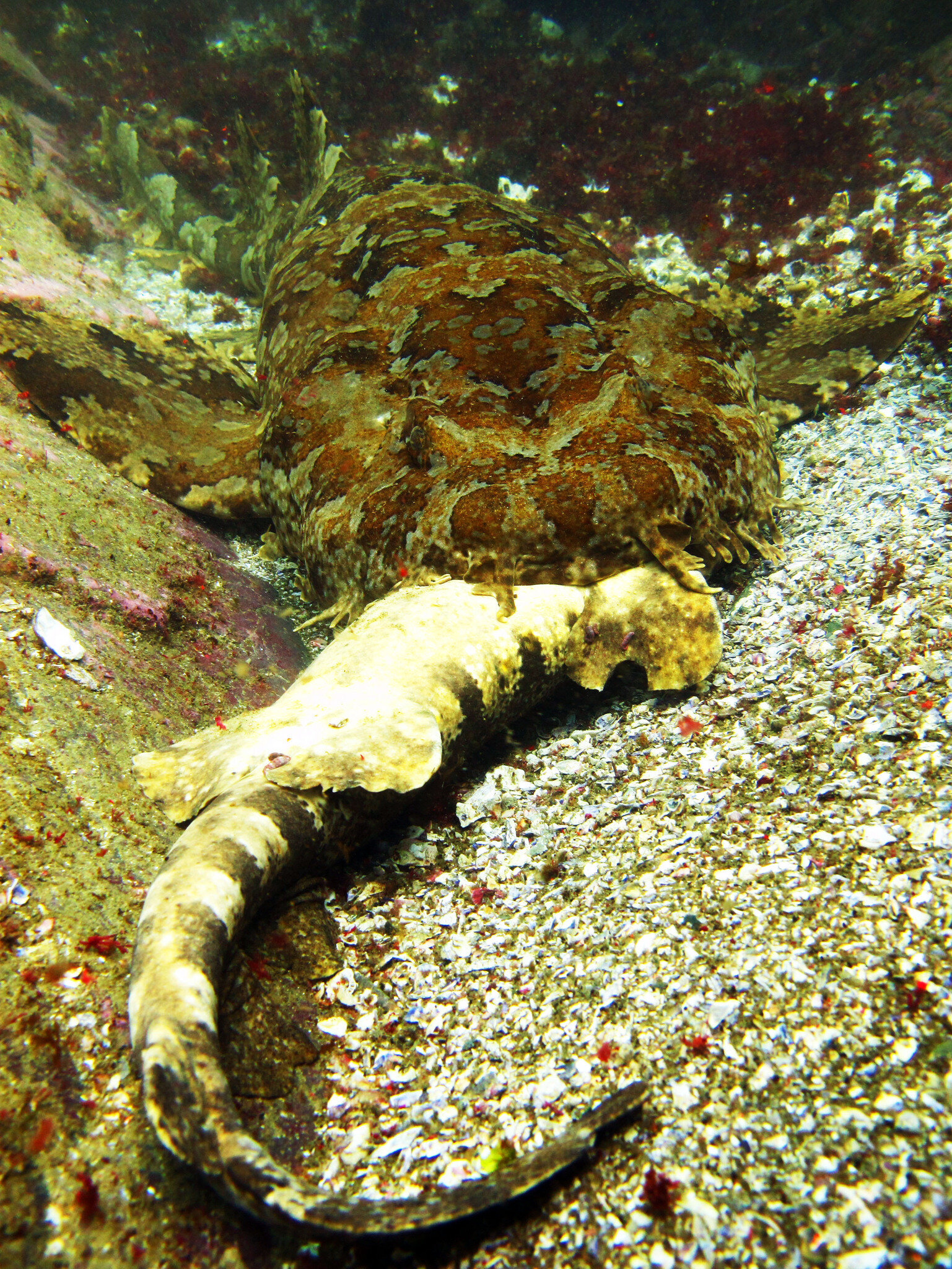 Banded wobbegong eating yet another ornate wobbegong. Photo © Maarten De Brauwer via iNaturalist.org.
