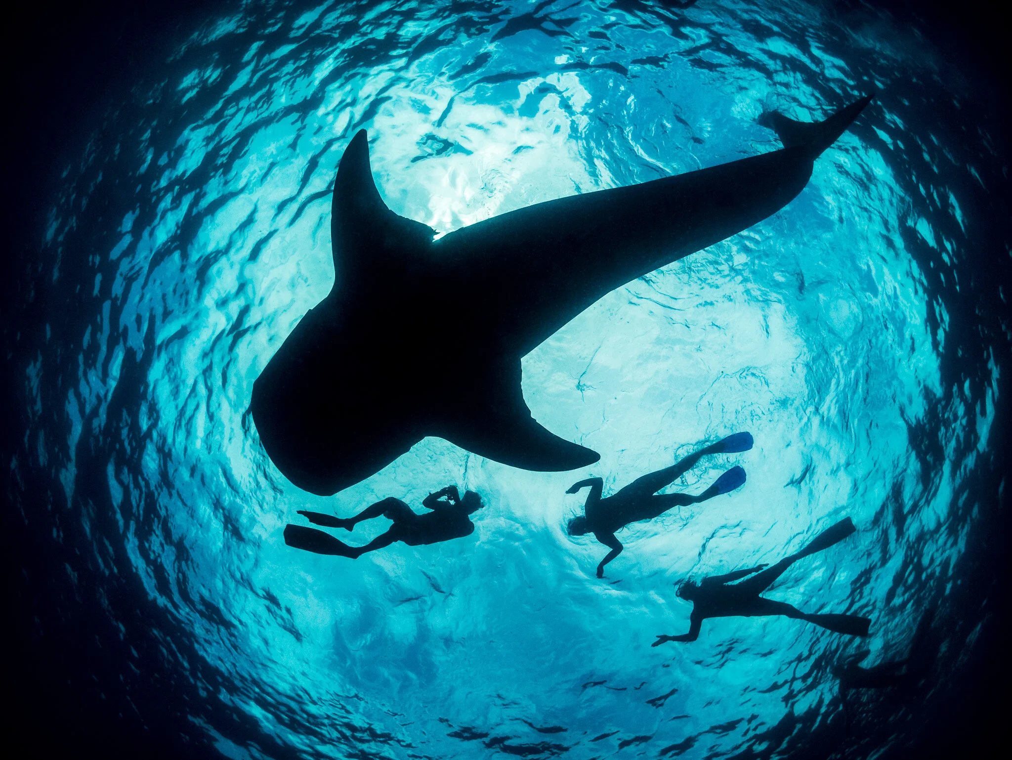 Wildlife photography by Simon J Pierce