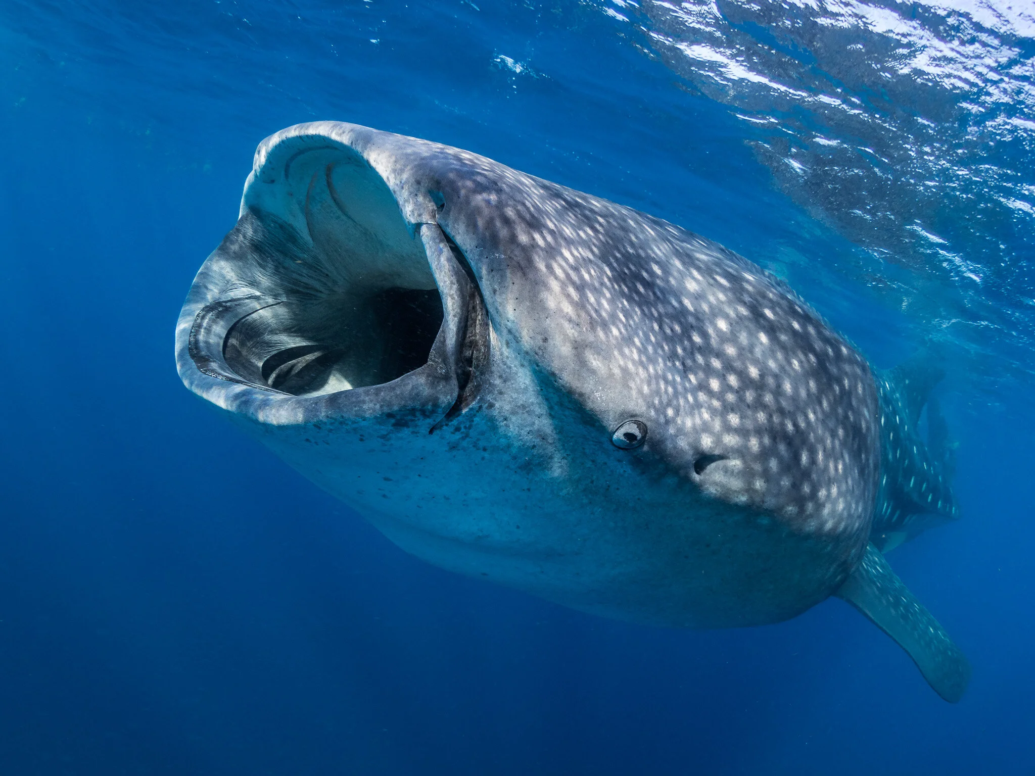 Wildlife photography by Simon J Pierce