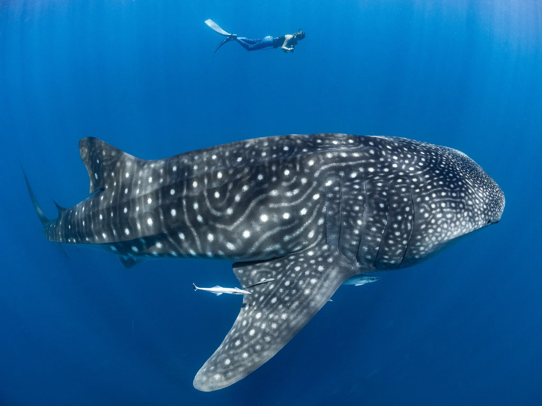 Wildlife photography by Simon J Pierce