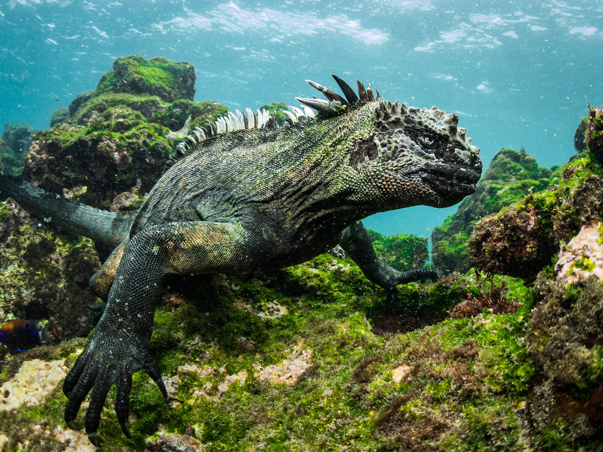 Wildlife photography by Simon J Pierce