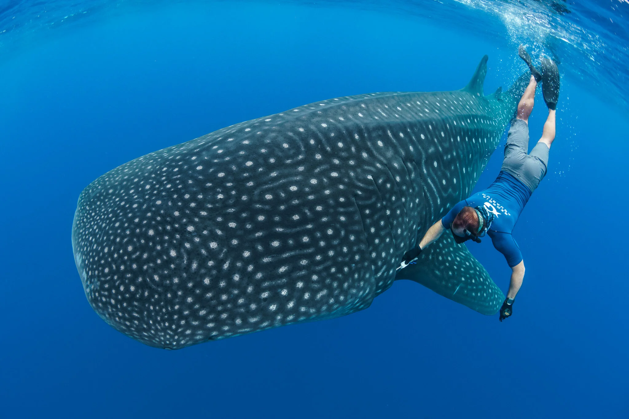 Wildlife photography by Simon J Pierce