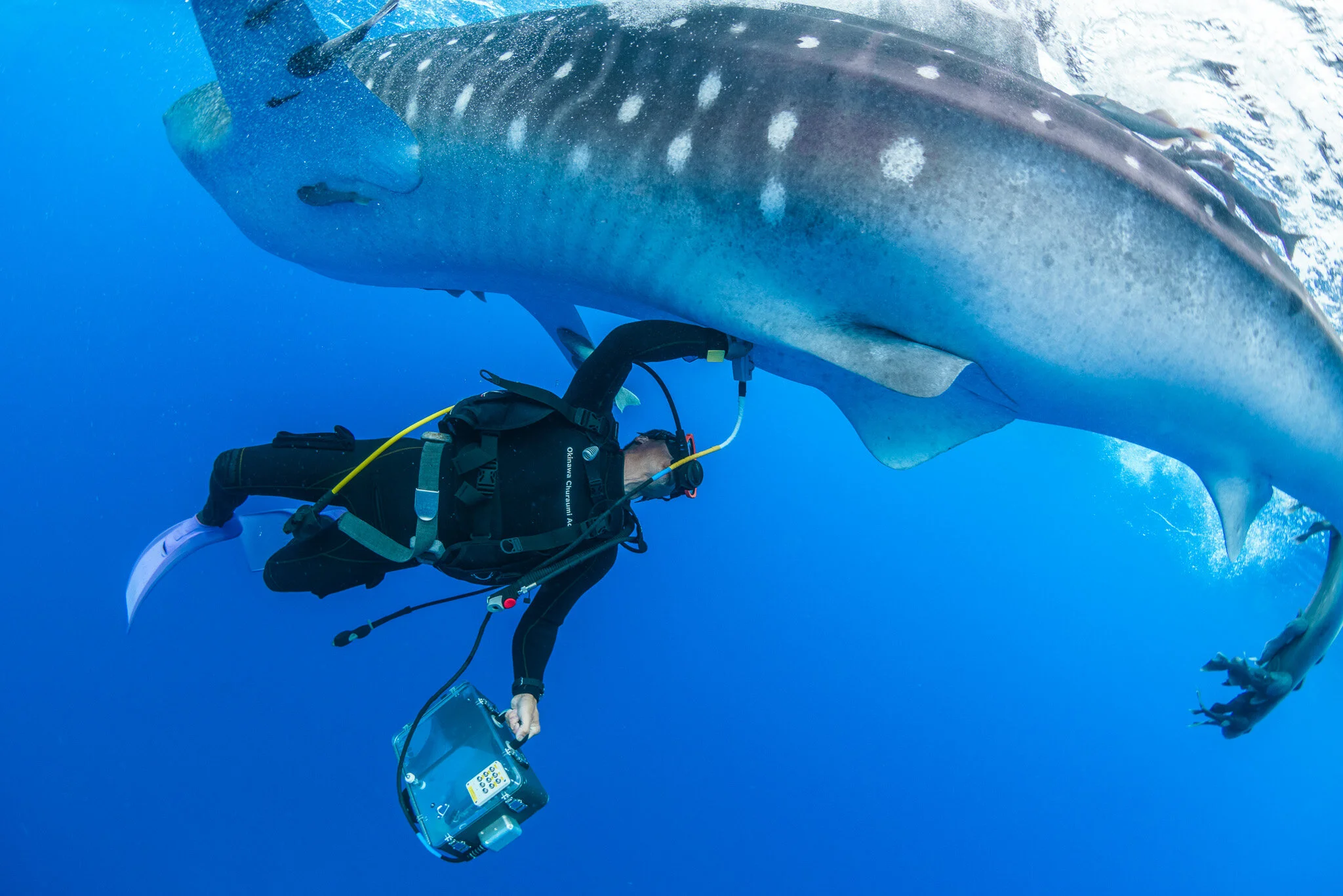 Wildlife photography by Simon J Pierce
