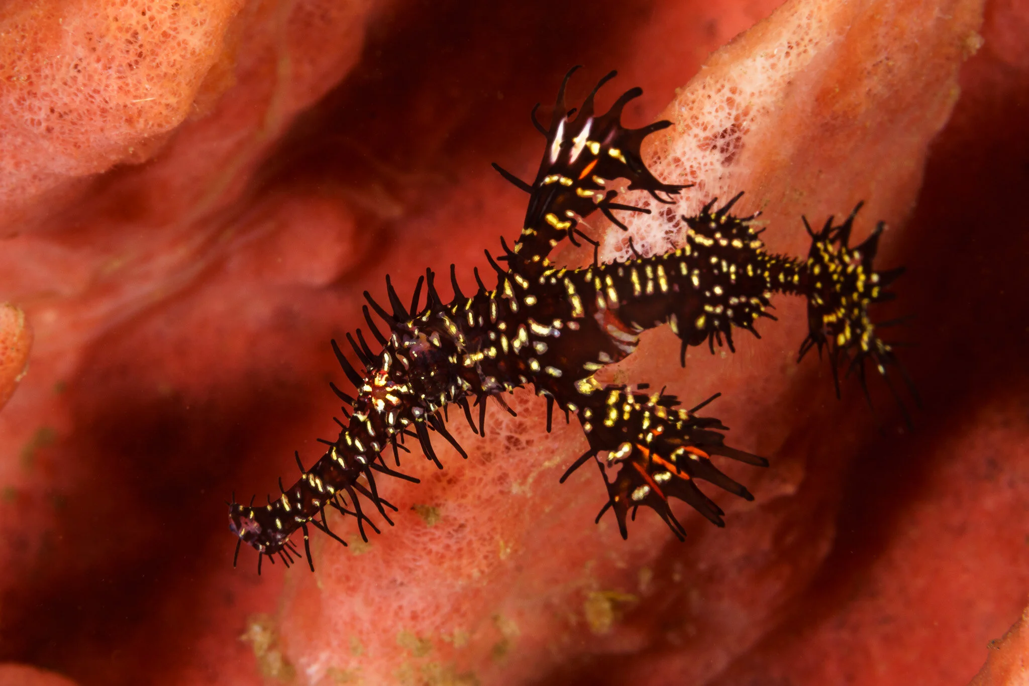 Wildlife photography by Simon J Pierce