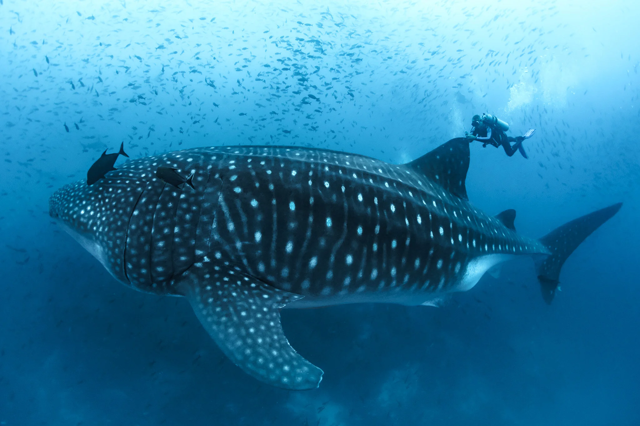 Wildlife photography by Simon J Pierce