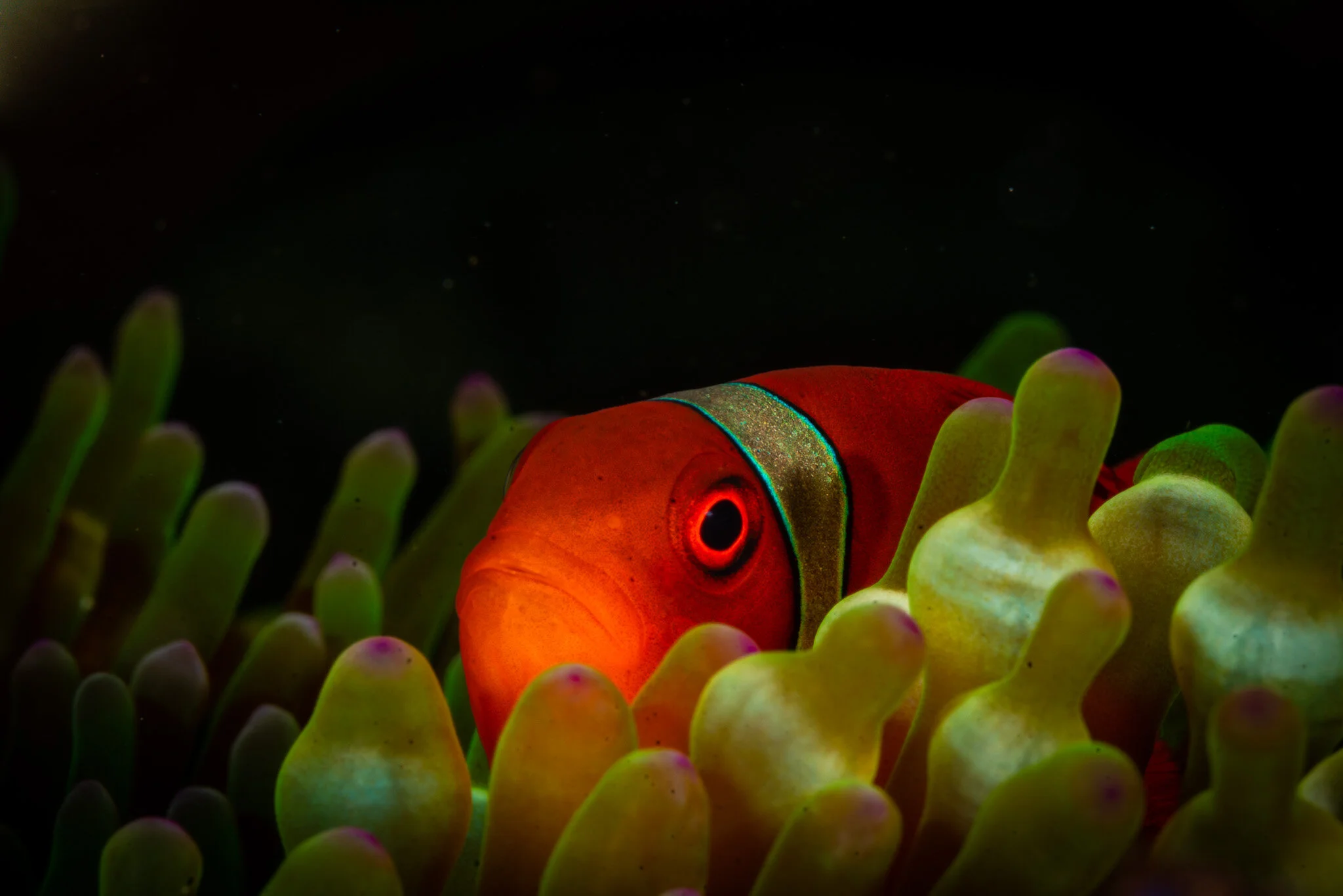 Wildlife photography by Simon J Pierce
