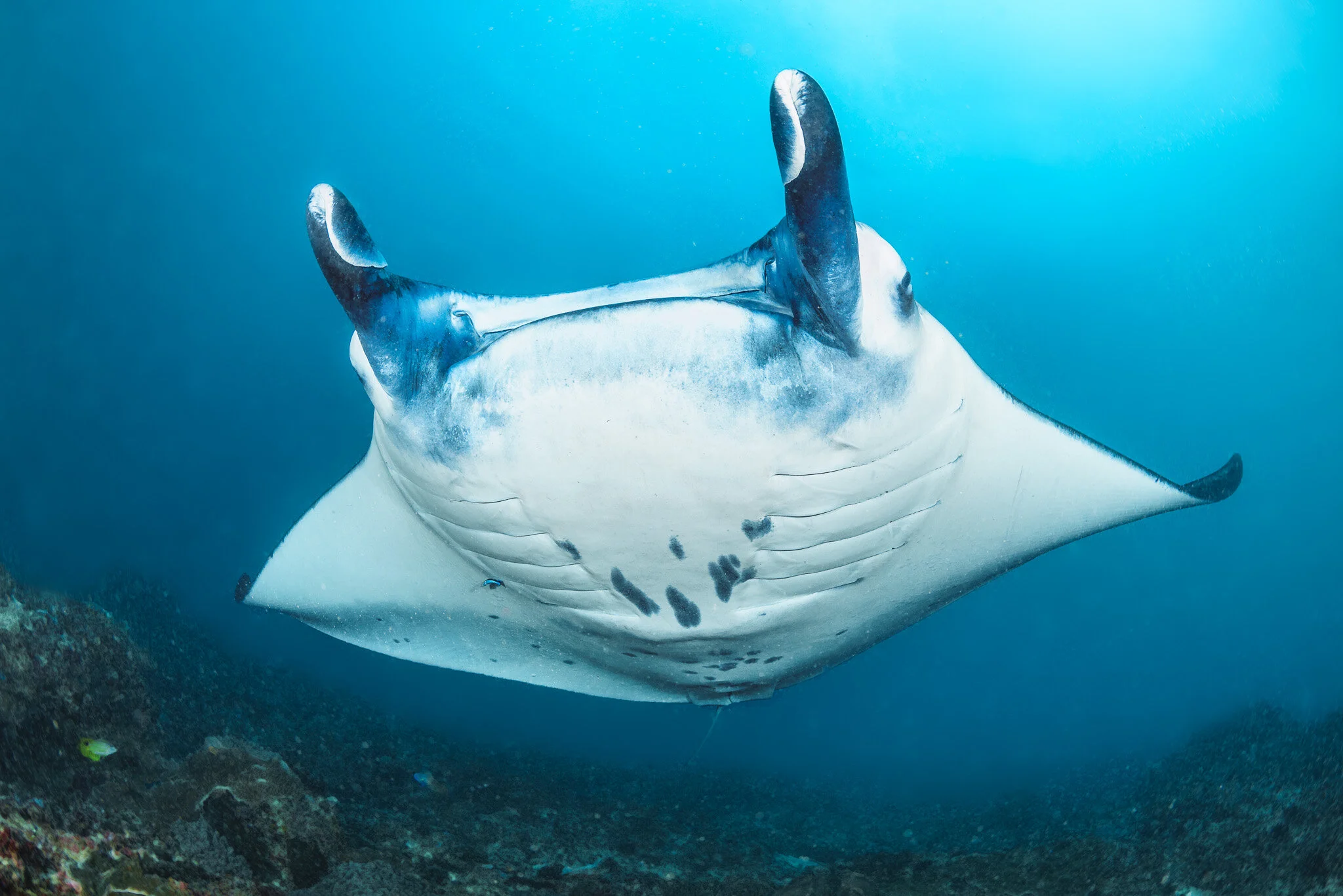 Wildlife photography by Simon J Pierce