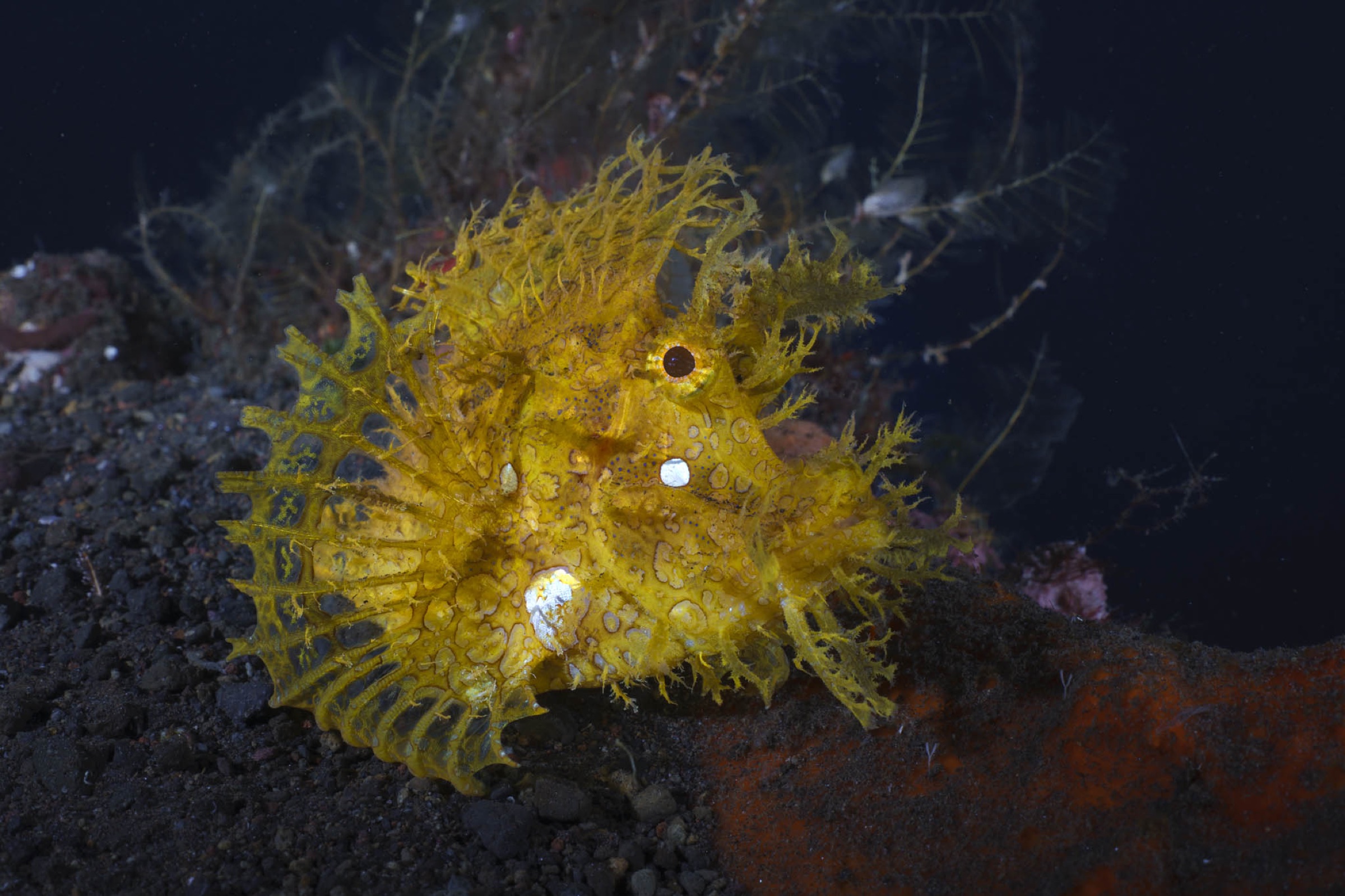Alor to Ambon Dive Liveaboard